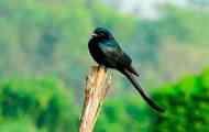 Crni drongo