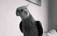 Kao moja baka u dalekim sedamdesetima dala je papagaj i ono što je izašlo