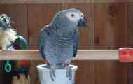 Kao papagaj okrenuo vlasnike