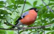 Prekrasna fotografija bullfinch i opis ptica