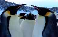 Pingvini - recidivisti