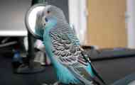 Zašto pjevanje mog papagaja toliko znači za mene