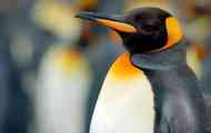 Zašto je antarktika pingvini gotovo 20 puta veći od ekvatorijalnog