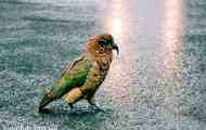 Parrot kea, ili nestor kea