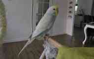Parrot ponavlja zvukove koji čuju