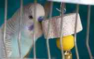 Parrot je letio bio talentiran