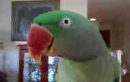 Govori li ogrlica parrot