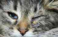 Mačka će suze jednu ili obje oči: uzroci