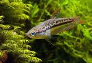 Gourats - uporna i nepretenciozna akvarijska riba