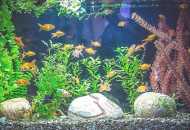 Značajke sadržaja stanovnika akvarija