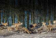 Zašto se vuk zove wolf?