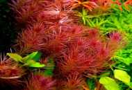 Reprodukcija biljaka akvarija