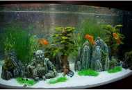 Savjeti, problemi i rješenja vezana uz ponašanje akvarijskih riba u akvariju ...