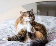 Dijagnoza i liječenje alergija u mačaka