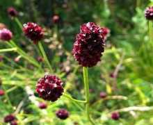 Ljekovito bilje: opis, svojstva, pogledi