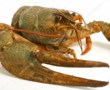 Krstarenje: opis, pregledi, fotografije