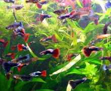 Odabir akvarijske ribe