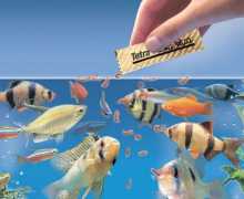 Metode hranjenje akvarijskih riba