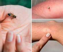 Koja je razlika između pčela, sjekira i bumbara? Kako izgleda pčela?