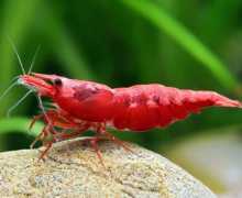 Vrste škampa akvarija