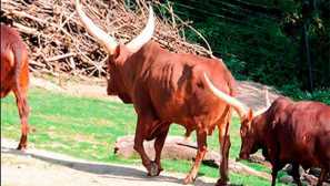 African krava vatussi