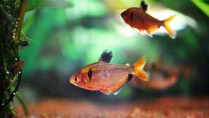 Raspršivanje akvarijskih riba.