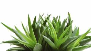 Aloe vera: opis, medicinska svojstva, recepti za prijavu soka, aloe lišće