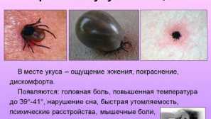 Testovi nakon ugriza krpelja