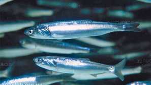 Očvrsnuti peruanski