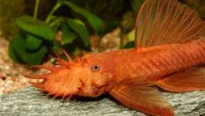 Enzystrus super crvena ili crvena andsister: sadržaj, opis, njegu, uzgoj