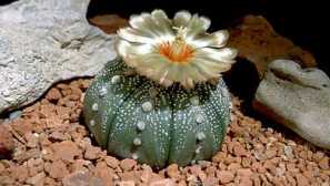 Astrofitum: opis, uzgoj, njegu, vrste, štetočine, fotografije, video