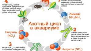 Ciklus dušičnog ciklusa u akvariju