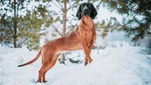 Bavarski planinski gol - daughty relativni hannover hound