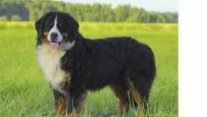 Berne zeennhund - pasmina opis, karakteristike pasa