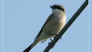 Strašna grabežljiva ptica - sorokoput