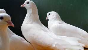 Sad baku golubovi
