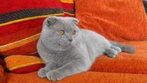 Britanski mačka i preklopi britanski mačići, britanski