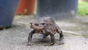 Bufo bufo - siva ili uobičajena žaba