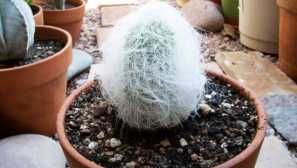 Cefalocereus senilan