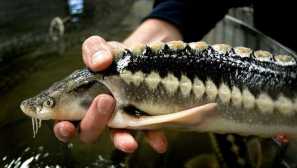 Vrijedne sorte crvene ribe - koristan proizvod na našem stolu