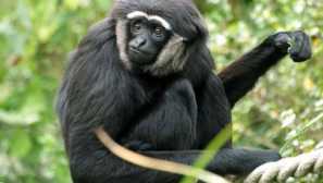 Crni gibon