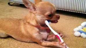 Čišćenje zubi kod pasa