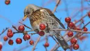 Što je ova ptica - drozd-rubbon?