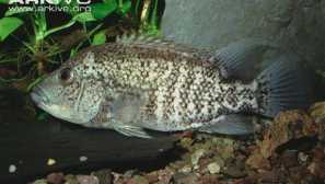 Barton cikhlasoma: sadržaj i njegu