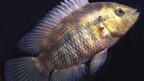 Tsichlasoma facetum: sadržaj u akvariju