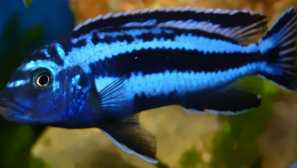 Ciklide velikih afričkih jezera - malavi jezero. Grupa utaka i zatvori pogledi