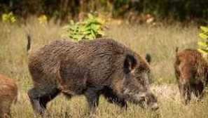 Divlji svinja: stanište, način života, težina pare