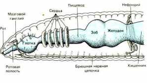 Kišni crvi: opis, fotografija, crv, reprodukcija, njegu