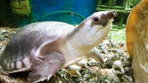 Kornjača s dvije vrata