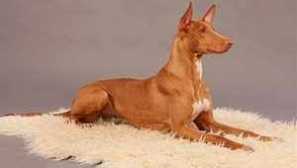 Pharaon pas: opis egipatske pasmine